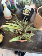 Gasteria, Ophalen