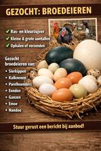 Broedeieren gezocht, Dieren en Toebehoren, Pluimvee