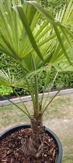 Palmboom, Tuin en Terras, Bloembollen en Zaden, Ophalen
