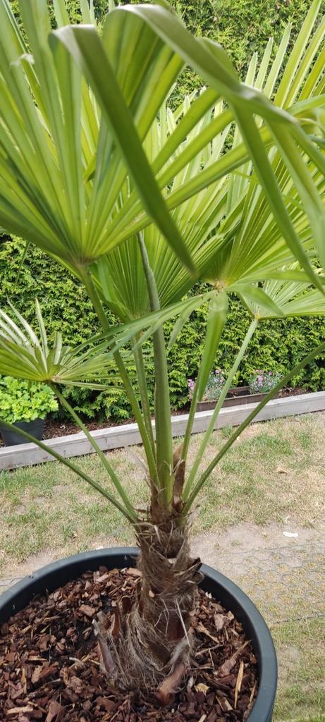 Palmbomen, Tuin en Terras, Bloembollen en Zaden, Wortelstok, Gehele jaar, Volle zon, Ophalen