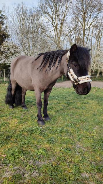 Bereden en betuigde shetlander ruin, Dieren en Toebehoren, Ruin, A pony (tot 1.17m), 11 jaar of ouder