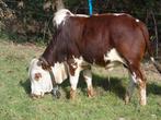 Mini-zeboe stier (dwergrund - dwergzeboe - zebu), Animaux & Accessoires, Bovins, Mâle