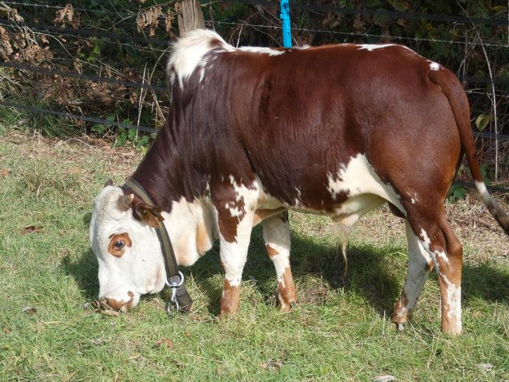 Mini-zeboe stier (dwergrund - dwergzeboe - zebu), Dieren en Toebehoren, Runderen, Mannelijk