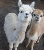 Alpaca hengst, Dieren en Toebehoren, Overige Dieren, Mannelijk