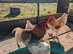 Haan, Dieren en Toebehoren, Pluimvee
