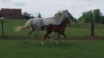 Spring veulen, Dieren en Toebehoren, Paarden, Springpaard, 0 tot 2 jaar, Hengst, Onbeleerd