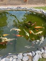 Japanse koi, Ophalen of Verzenden