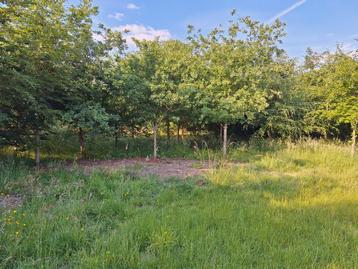 grond, 5510m2 te koop. Te buggenhout beschikbaar voor biedingen