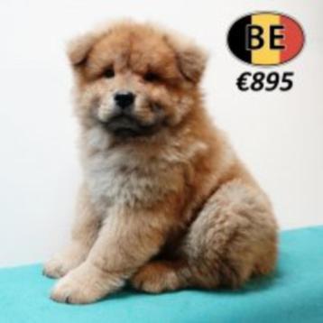 Chow Chow - Belgisch pups te koop beschikbaar voor biedingen