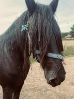 Fries paard, Dieren en Toebehoren, Merrie, Niet van toepassing, 170 tot 175 cm, Gechipt