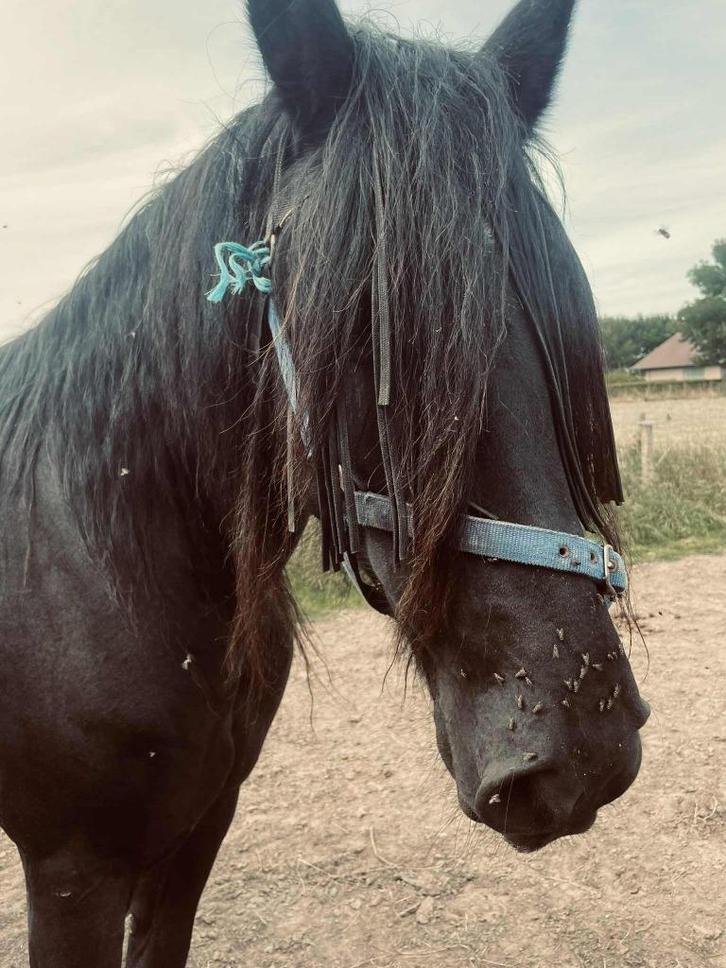 Fries paard, Dieren en Toebehoren, Paarden, Merrie, Niet van toepassing, 170 tot 175 cm, 11 jaar of ouder, Tuigpaard, Gechipt