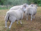 schapen te koop, Mannelijk, Schaap, 0 tot 2 jaar