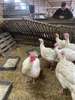 20 kalkoenen, Mannelijk, Kalkoen