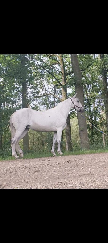 zeer lieve merrie, Dieren en Toebehoren, Paarden, Merrie, Zadelmak, Minder dan 160 cm, 11 jaar of ouder, Recreatiepaard, Gechipt