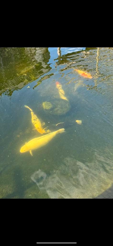 Japanse koi's te koop!, Tuin en Terras, Vijver-toebehoren, Nieuw, Overige typen, Ophalen
