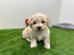 Nestje Havanezer pups, België, Overige rassen, CDV (hondenziekte), 8 tot 15 weken