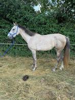 Leuke kwpn merrie, Dieren en Toebehoren, Pony's, Merrie, Onbeleerd, 3 tot 6 jaar