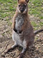 Wallaby kangoeroe grijs vrouwtje te reserveren