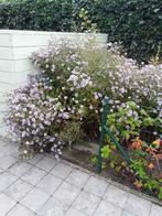 Bloemen, Ophalen