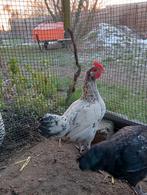 Wit-zwart gespikkelde kriel haan, Dieren en Toebehoren