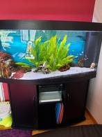 Aquarium juwel 260l, Ophalen, Zo goed als nieuw
