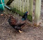 GERESERVEERD. Barnevelder hen van 1 jaar oud. Gratis., Dieren en Toebehoren
