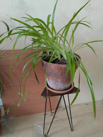 spinplant, chlorophytum met uitlopers beschikbaar voor biedingen
