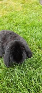 Mooi Franse hangoor voedster, Dieren en Toebehoren, Konijnen, Hangoor