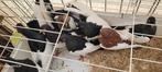 Ekstertuimelaars, Dieren en Toebehoren, Vogels | Duiven