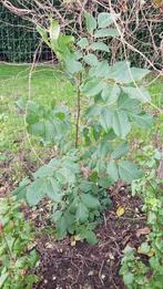 jonge notenbomen/okkernoten/walnoten/boom, Tuin en Terras, Planten | Fruitbomen, Walnotenboom, Ophalen