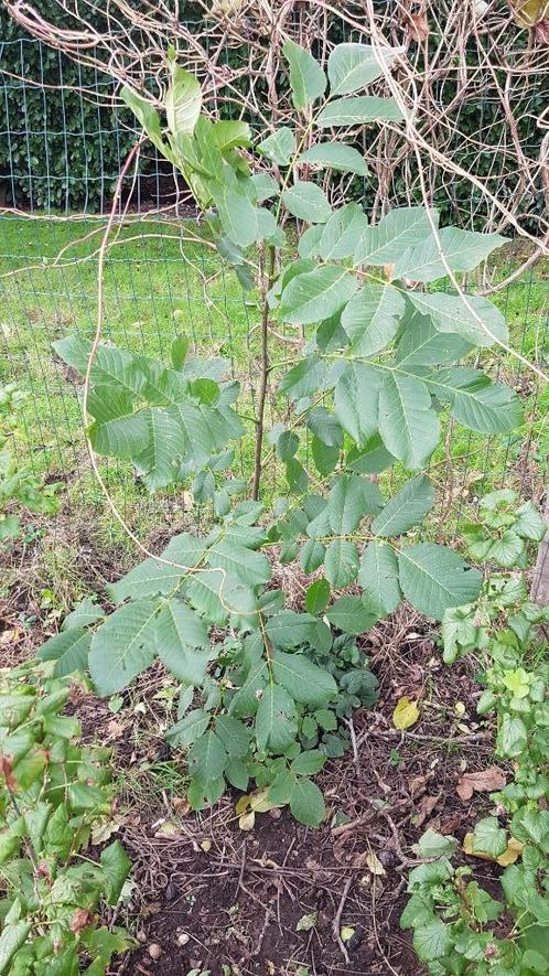 jonge notenbomen/okkernoten/walnoten/boom, Tuin en Terras, Planten | Fruitbomen, Walnotenboom, Ophalen