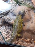 1.1 Uromastyx nigriventris, Dieren en Toebehoren, Reptielen en Amfibieën, Hagedis, 3 tot 6 jaar