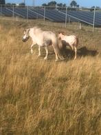 Te koop shetlander merrie met veulen, Merrie