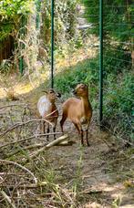 Twee ooien / schapen uit Kameroen, Dieren en Toebehoren, Schapen, Geiten en Varkens, Schaap