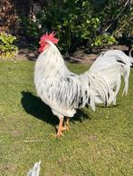 Broedeieren bonte leghorn, Dieren en Toebehoren, Geslacht onbekend, Kip