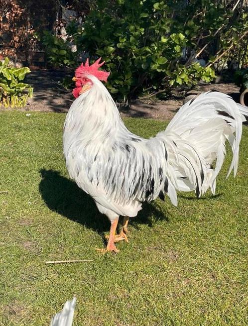 Broedeieren bonte leghorn, Dieren en Toebehoren, Pluimvee, Kip, Geslacht onbekend