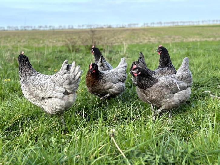 Jonge tamme bleu de landes kippen hennen gesekst en ingeënt, Dieren en Toebehoren, Pluimvee, Kip, Vrouwelijk