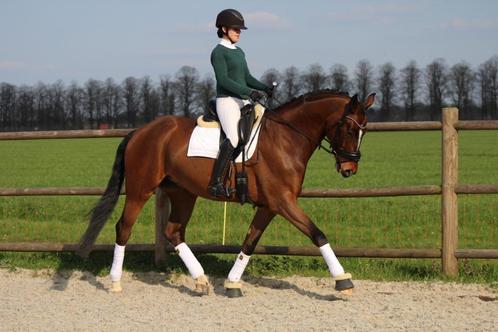 Dressuurpaard zoekt 5* huisje, Dieren en Toebehoren, Paarden, Ruin, L, 165 tot 170 cm, 7 tot 10 jaar, Dressuurpaard, Met stamboom