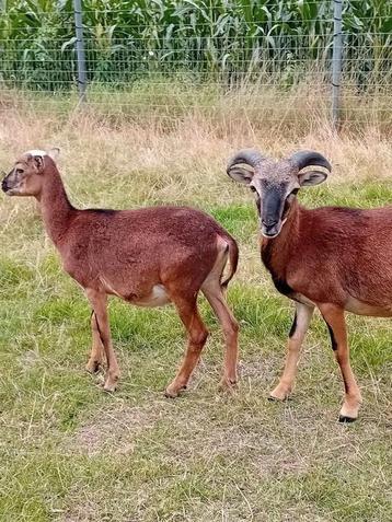 Een koppel moeflon schapen  beschikbaar voor biedingen