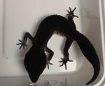 Gecko Leopard Blacknight, Dieren en Toebehoren, Hagedis