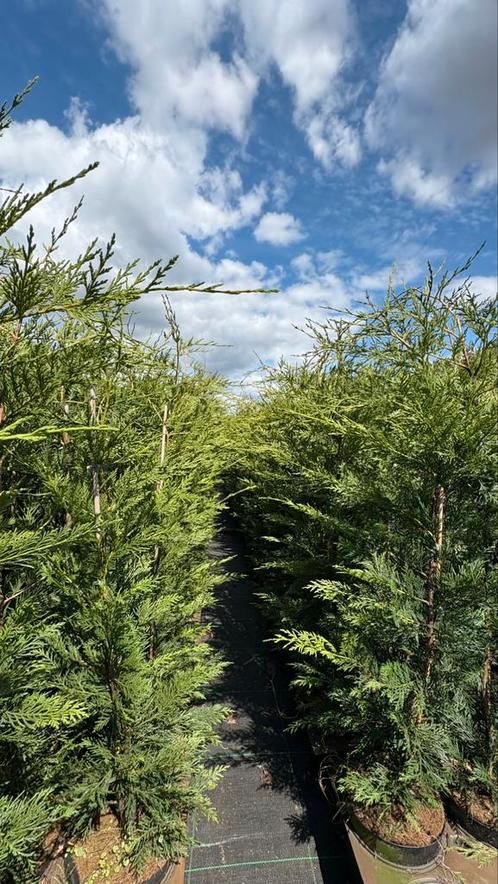 Cupr. Leylandii in potgekweekt , Haagconifeer, Tuin en Terras, Planten | Struiken en Hagen, Conifeer, Ophalen of Verzenden