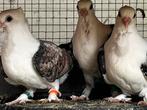 Oud oostetse meeuwtjes, Animaux & Accessoires, Oiseaux | Pigeons, Sexe inconnu, Autres espèces
