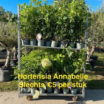 Hortensia anabelle! beschikbaar voor biedingen