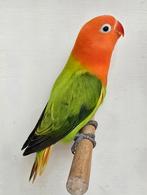 Groene Opaline/Ino Fischeri 2025, Mâle, Perroquet nain ou Inséparable, Bagué