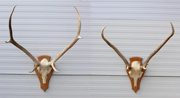 2 x Schots EDELHERT GEWEI op licht schild, Verzamelen, Dierenverzamelingen, Gebruikt, Gewei of Kop, Hert, Ophalen