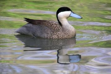 Punataling (Kweek trio) beschikbaar voor biedingen
