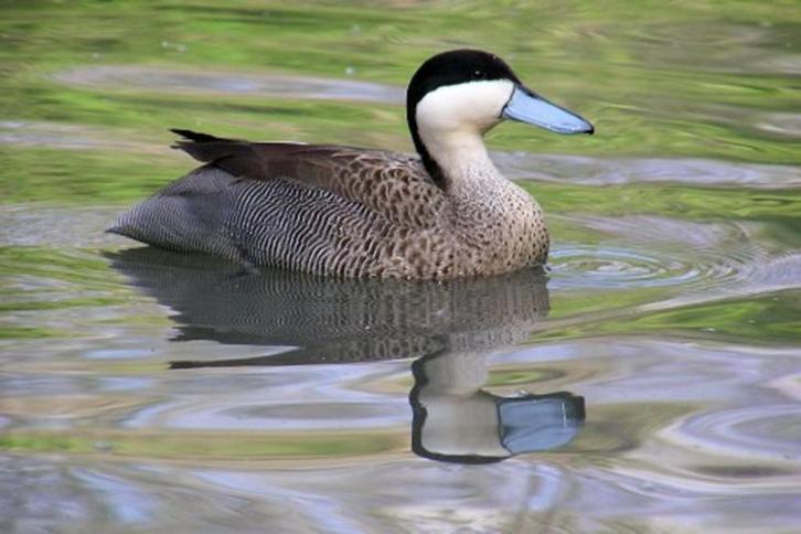 Punataling (Kweek trio), Dieren en Toebehoren, Pluimvee, Eend, Meerdere dieren