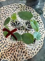 Te koop: Baby Alocasia “Lukiwan”, Huis en Inrichting, Ophalen, Overige soorten