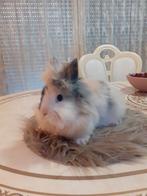 Dwerg konijnen mannetjes 7weken oud 15€, Nain