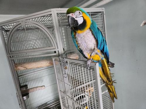 ❤️❤️❤️   BLAUWGELE ARA IS EEN POP  8 JAAR OUD, Dieren en Toebehoren, Vogels | Parkieten en Papegaaien, Papegaai, Vrouwelijk, Pratend